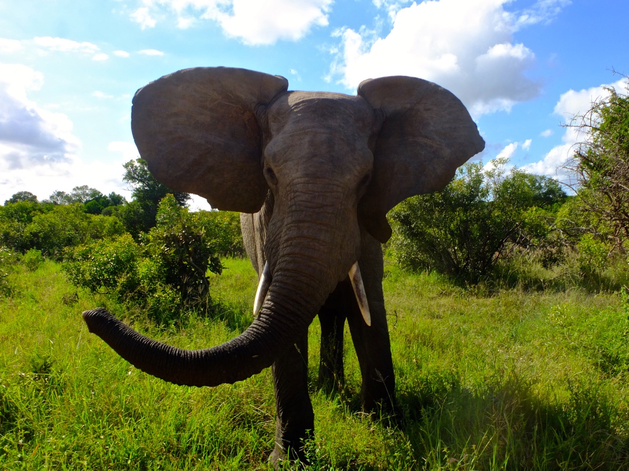Safari dans le Kruger National Park