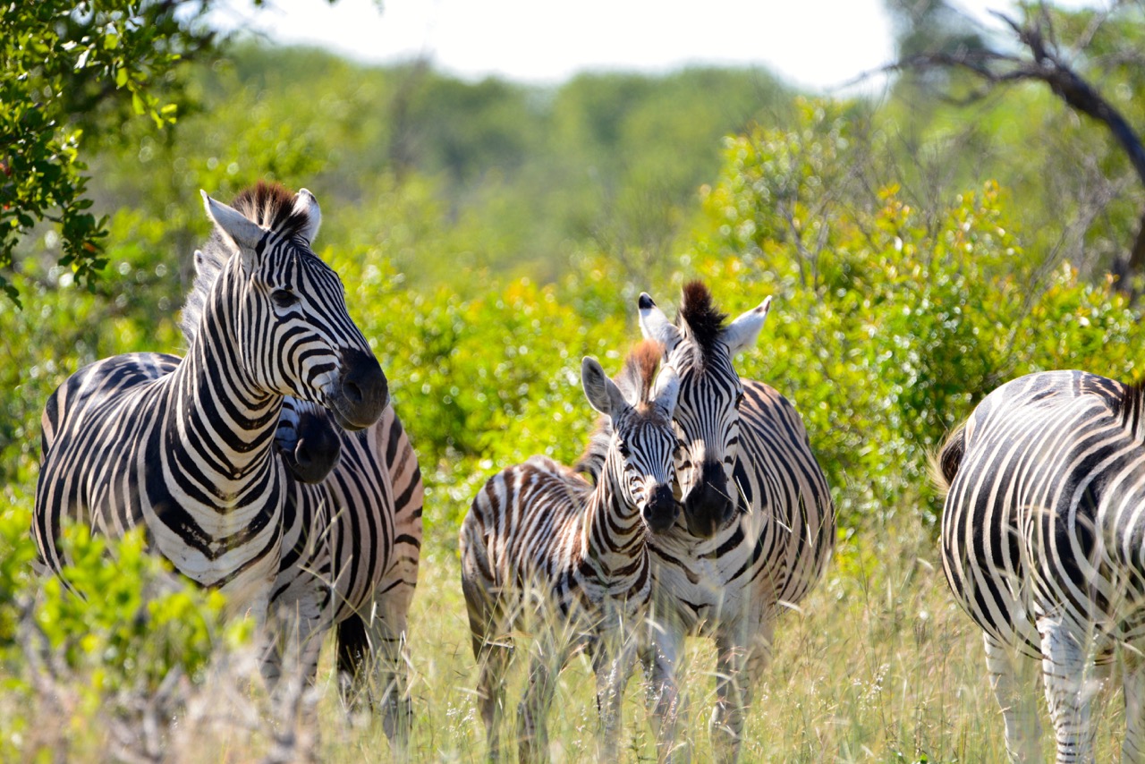 Safari dans le Kruger National Park