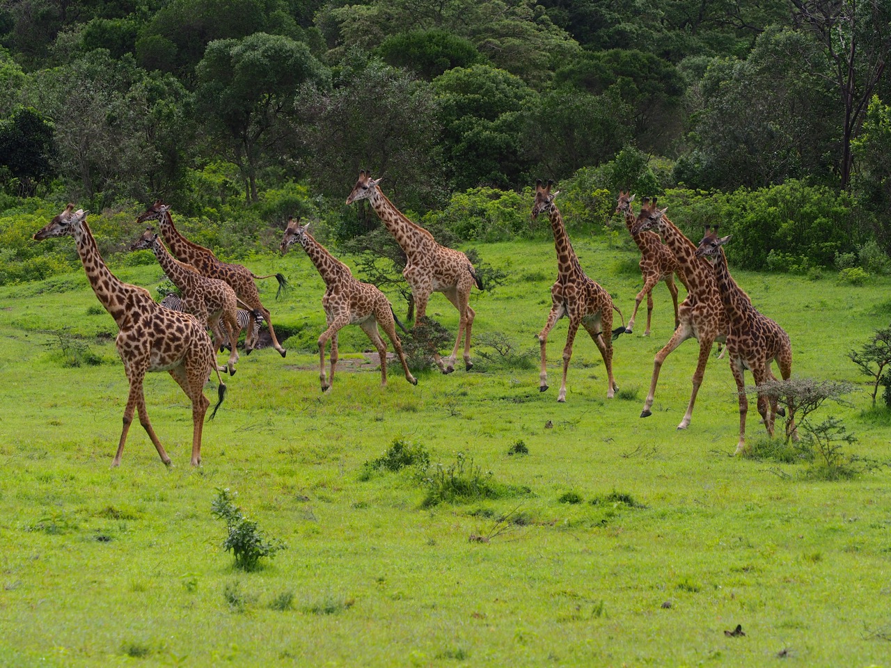 Arusha National park