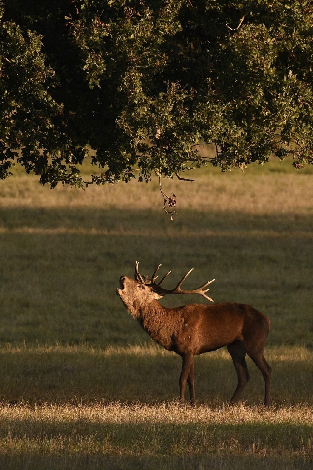 GOLF & NATURE AUX BORDES ET A CHAMBORD ! Les itinéraires d'un Golfeur